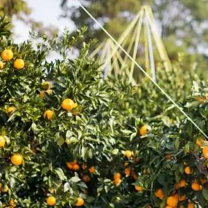 [오늘신선] 갓 수확한! 제주 햇 극조생 조생 타이백 감귤 2.5kg(소과)