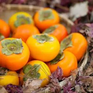 단감 5kg 대과 20과내외  부유 진영 상서