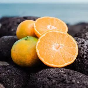 [아침이슬농원]제철 제주 타이벡 귤 4.5kg 중과(M-L)