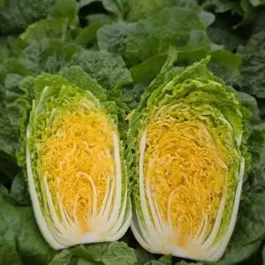 해남 라이코펜 황금 항암배추 4.5kg내외(5~6포기)