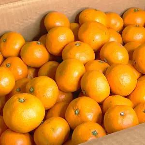 [미식한가] 새콤달콤 맛이다르다 서귀포 감귤 5kg (중대과)