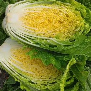 속이 꽉 찬 아삭달큰 통배추 1통(2-3kg)