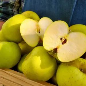 시나노 골드 사과 가정용 3kg 중소과 (15~18과 내외)