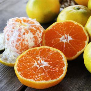 제주 햇 노지 감귤10kg 대용량!