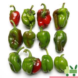 청피망 5Kg (보통)