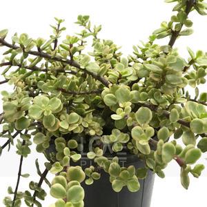 아악무(중품) 사랑무 노란색 무늬 다육이 화분 식물 키우기 플랜테리어