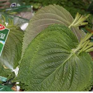 봉지깻잎2kg / 국내산/최상품/ 자연대로팜웨이