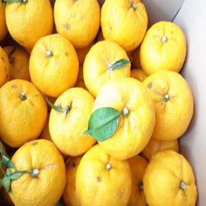 (과일천국) 상큼한 햇 생 유자 5kg