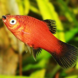 NP 왁 플래티 10마리