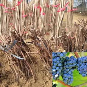 포도나무 묘목 (켐벨) 특묘 삽목1년생 캠벨포도