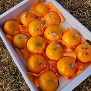 천혜향 천혜향선물세트 1.5KG 3KG