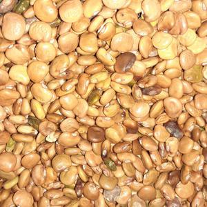 히카마 씨앗 얌빈 멕시코감자 모종 씨