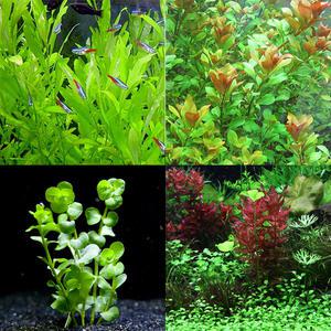 피알피쉬 올인 3종 수초세트 / 초보자용 유경 세트수초