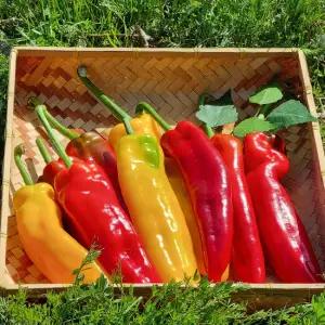 국내산 맛있는 롱스위트 파프리카 1kg