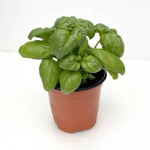 허브 바질 모종 화분 식용 허브식물 키우기 스위트바질 요리 바질키우기