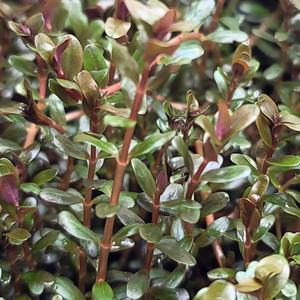 로탈라 로툰디폴리아 홍콩 수상엽 20촉 수초 어항 수족관