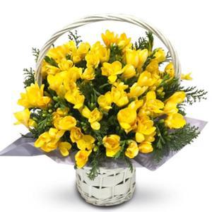 프리지아(봄) 꽃바구니 배달 당일 전국 꽃배달서비스 장미 출산 생일 축하 선물 프로포즈 결혼기념일