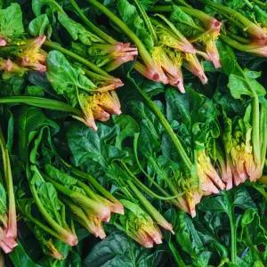 해풍맞고 자란 남해 노지 시금치 1kg 2kg