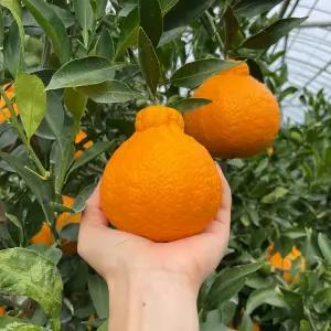 고당도 제주 노지 한라봉 3kg 5kg