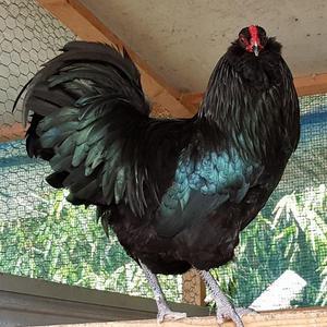 (부화용) 블랙 아메라우카나 유정란 10개