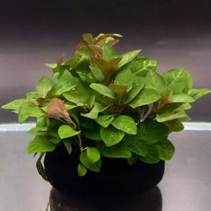 레인보우 실토리수초-루드위지아 다크오렌지 L 어항 수족관 은신처 영양토 와비쿠사 수화초