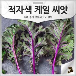 적자색 케일 씨앗 컬리 케일 종자 케일씨 채소 야채 150알