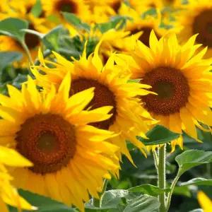 씨앗팜 정원 야생화 꽃씨 종자 해바라기 씨앗판매/씨앗/꽃씨앗/종자씨/키우기/반려식물/화단/해바라기씨앗