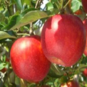 사과나무묘목 썸머프린스 접목2년생