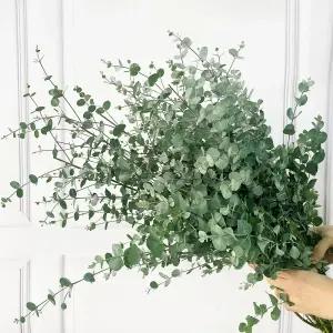 (플라워마켓) 구니 유칼립투스 그린소재 양재꽃시장 생화 배달 꽃 정기구독