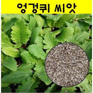 씨앗-토종 엉겅퀴 씨앗 1000립 wj008