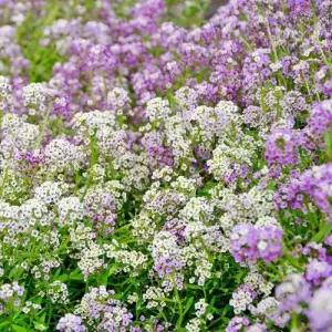 [유아그린] 스위트 알리섬 원더링 혼합 씨앗 30립 (L0302)