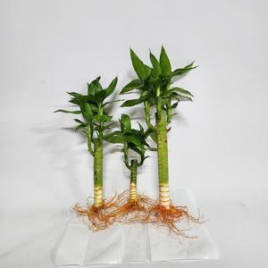 수경식물 프렌즈 연화죽(3M) 2025 새 상품