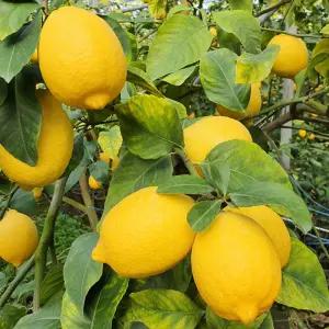 국내산 제주 레몬 2kg (80g 이상) 무방부제 무코팅