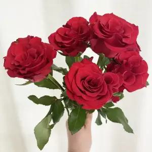 오후의 꽃 빨간장미 5송이 생화 푸에고 장미 성년의날 꽃배달 싼곳