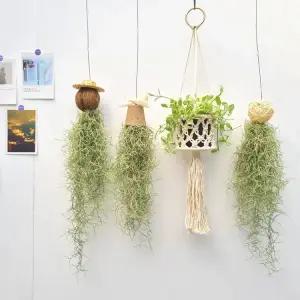 수염 틸란드시아 먼지먹는 행잉식물 공기정화 인테리어식물 벽걸이 에어플랜트