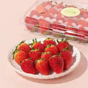 무농약 금실 딸기 480g(상)/팩