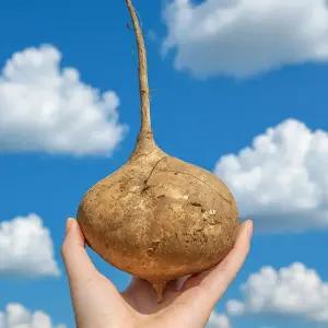 땡큐베리농장 프리미엄 히카마 멕시코감자 얌빈 저당 2.5kg