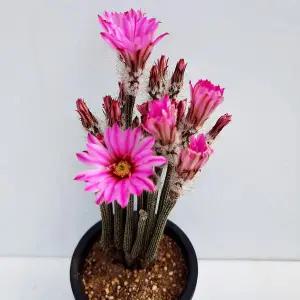 포젤게리 다육이 선인장 키우기 쉬운 꽃 피는 인테리어 세트 선물 다육식물1014