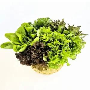 프리미엄 유러피안 샐러드 채소 1kg내외(3-6종랜덤)