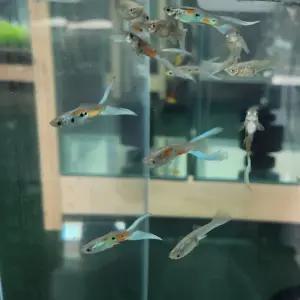 블루 시저스 구피 2쌍