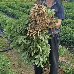 25년 삶은땅콩 햇생땅콩 예천땅콩 피땅콩 햇생피땅콩 국산알땅콩 생땅콩 2kg