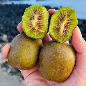 제주 레드 키위 1.5kg 17-22과 중과 홍다래 제주도 레드키위 참다래 제주키위 무화과 키위 제주도키위