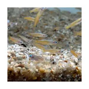 [주니멀열대어][레인보우피쉬] 파스카이 레인보우 3cm내외관상어