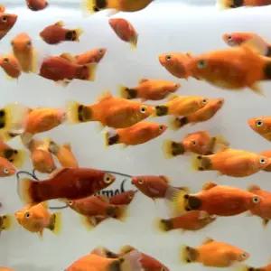 [주니멀열대어][난태생] 레드 미키마우스 플래티 3마리관상어