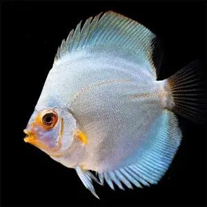 [주니멀열대어][디스커스키우기] 블루다이아몬드 디스커스 7~8cm내외관상어