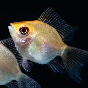 [주니멀열대어]볼터치[시클리드] 볼빨간 골든볼 라미네지 2~3cm 내외관상어