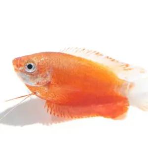 [주니멀열대어]소형열대어[드워프]레드허니구라미 4cm급 (2마리)관상어