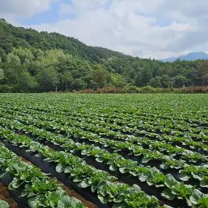[식탁이야기][HACCP] 찬바람 맞고 자란 강원도 고랭지 절임배추 절인배추 20kg