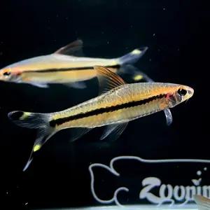 [주니멀열대어]로즈레드라인[잉어]로즈라인 바브 6cm내외관상어