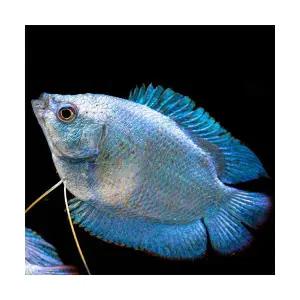 [주니멀열대어]키우기쉬운[아나바스] 블루코발트 구라미관상어